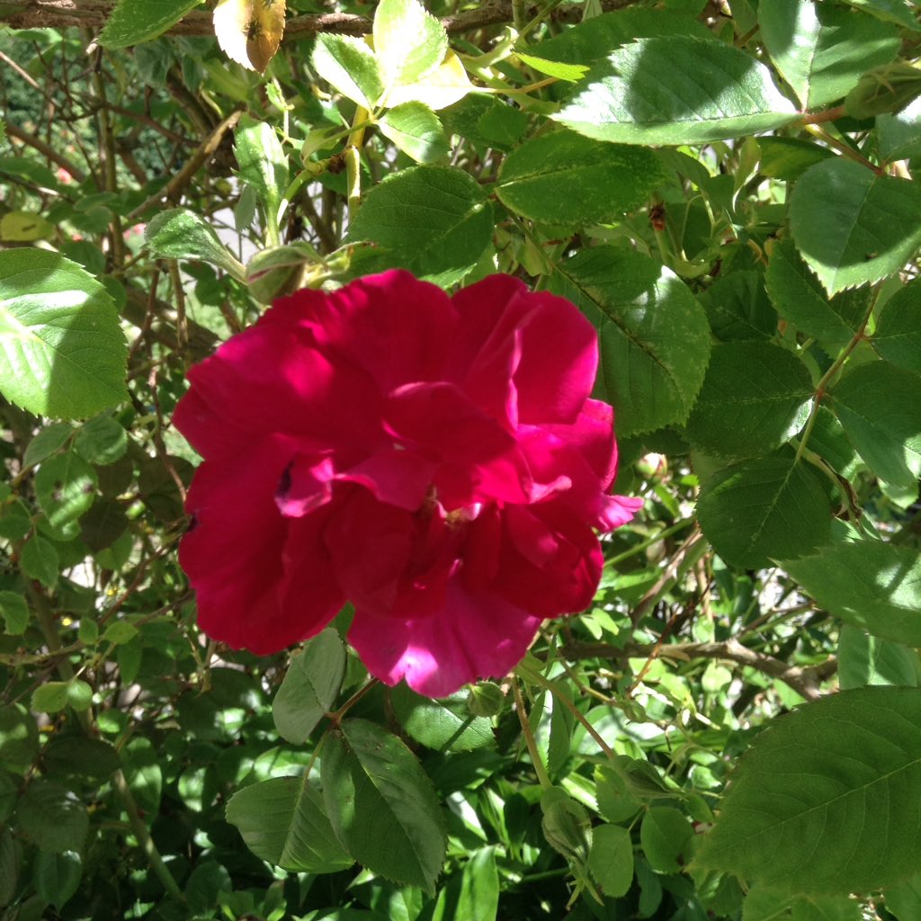 We support our community by hiring local.