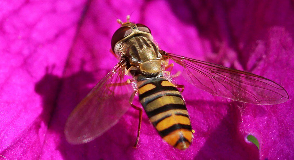 biskitbeetle's tweet photo. hoverfly via #flickrstudio . a quick moment in the garden https://t.co/buXdKVBnO7 https://t.co/40tsulvwiy