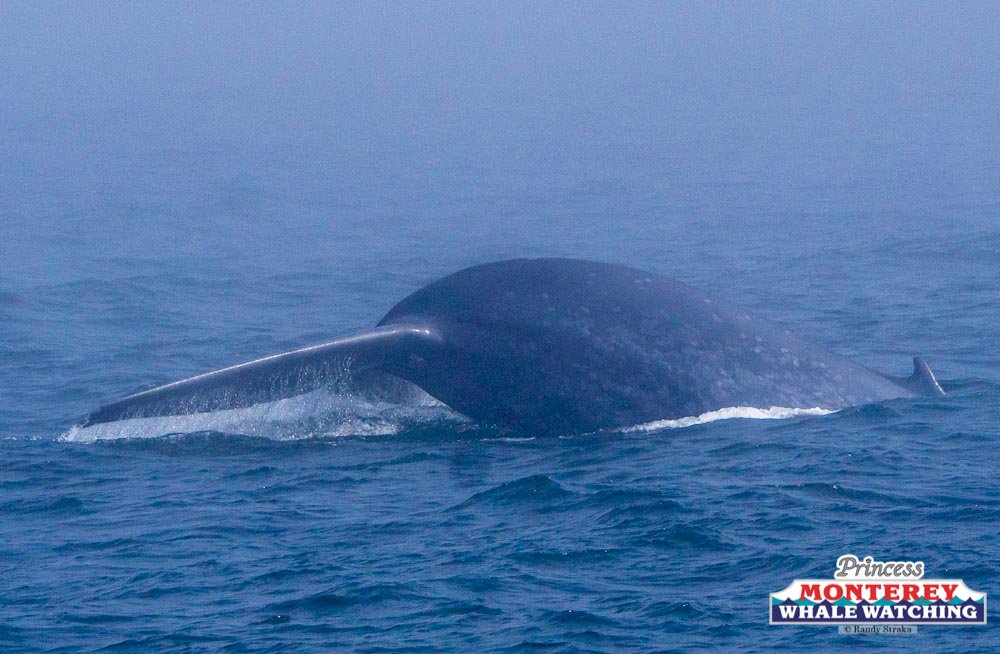 PMWW's tweet photo. Saturday July 23, 2016
100ft. Blue Whales, Humpback Whales, Risso's Dolphins and Long Beaked Common Dolphins! https://t.co/7KH7jFrldj