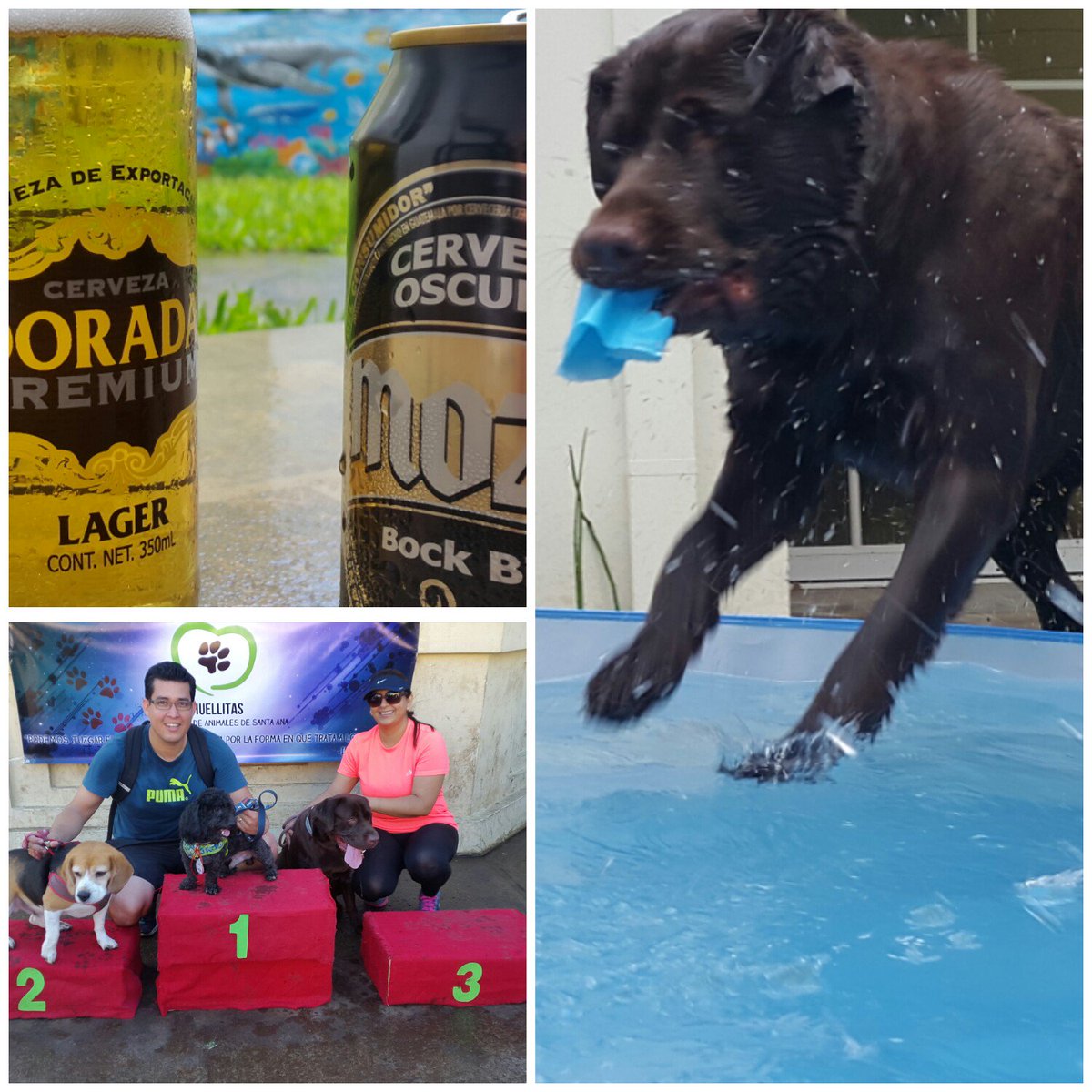 Diegoloona's tweet photo. Iniciando el festejo del magno gane!! @LourdesColon3 #poolpartydogs https://t.co/Pn5w4WXLpX