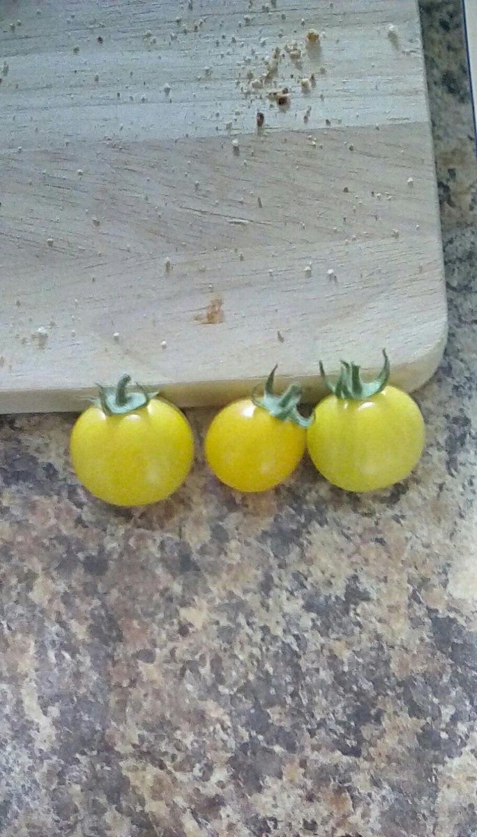 jonpcoombs's tweet photo. First ripe tomatoes! #gyo https://t.co/t4BDjibPao