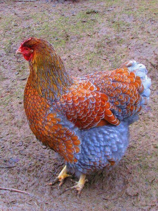 Emi78WR2's tweet photo. Does anyone know the breed of this chicken please? #chickens #ChickenCoup #Birds #Hen #Eggs https://t.co/WO18vYST72