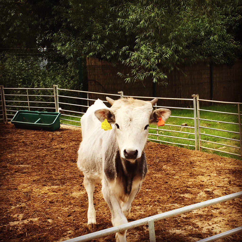 Our new cow came out to say hello #friendly #farm