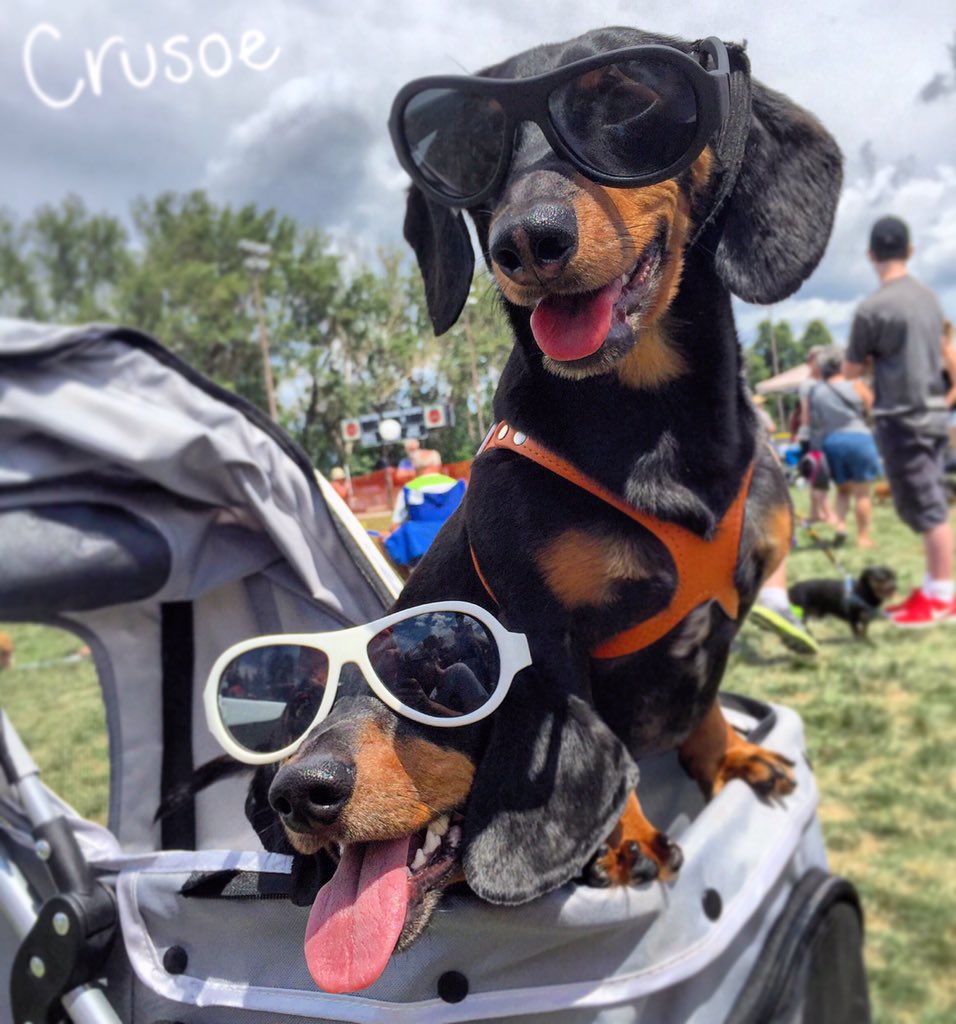 dachshund stroller