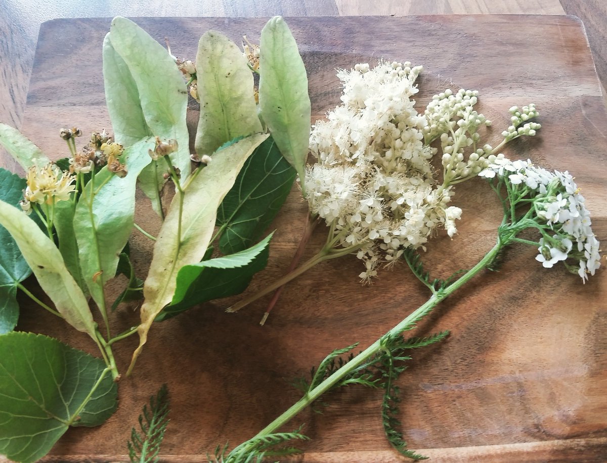 herbal3helen's tweet photo. Summer-cold tea ingredients...lindenblossom, meadowsweet &amp; yarrow #herbalmedicine #Tilia #Filipendula #Achillea https://t.co/NXoJWfDtNa