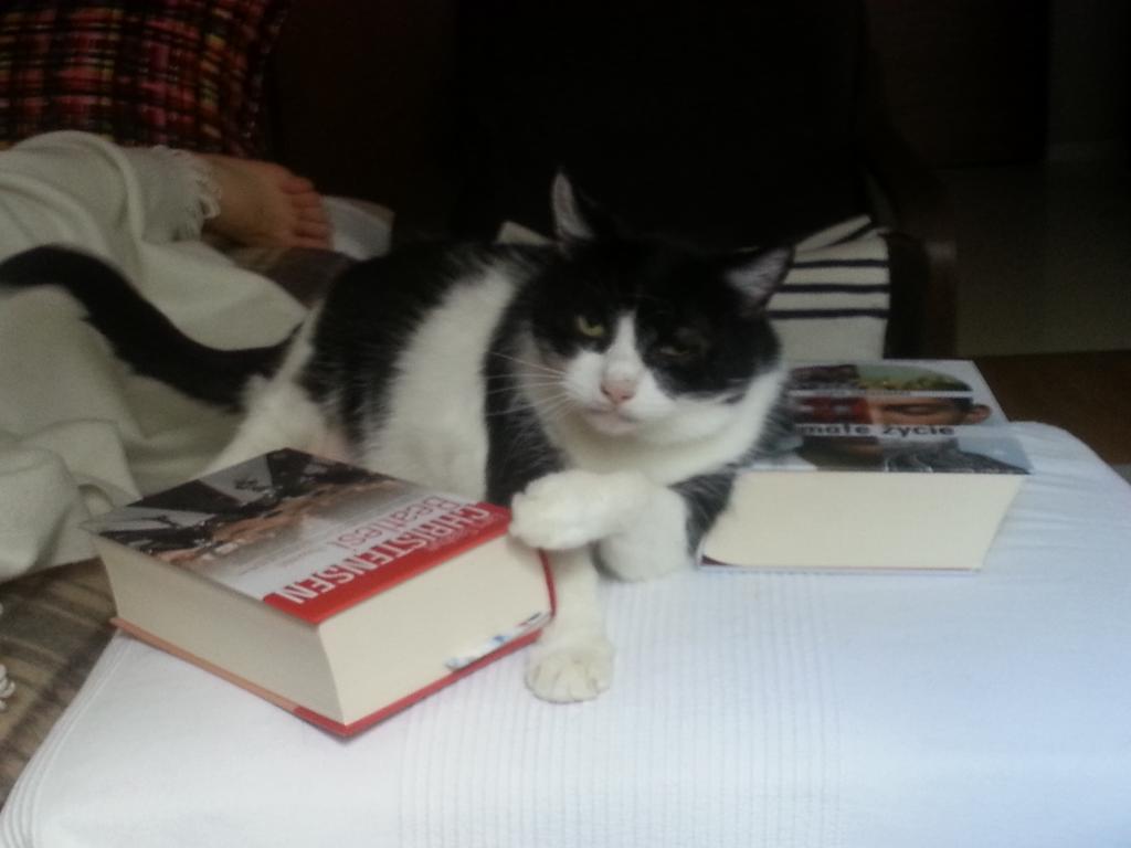 PawelWojtek's tweet photo. Very clever cat https://t.co/8kkdXhCcVz