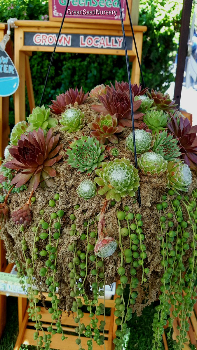 Terry_Chronistr's tweet image. 1 of several #succulent mix #HangingBaskets we brought to market, gorgeous #SoldOut