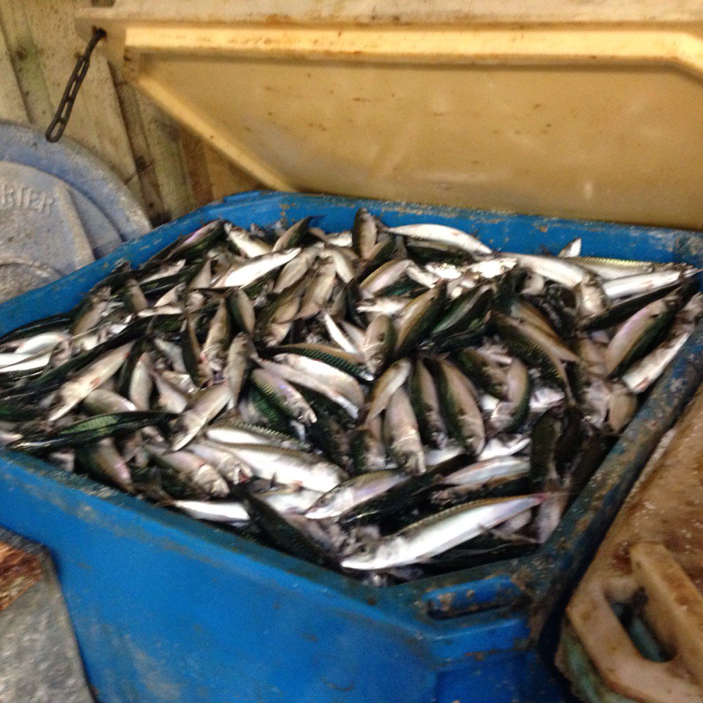 Top quality mackerel of all sizes going in the salt bin to catch dreckly lobsters. 10 boxes this evening. 🐟🐟