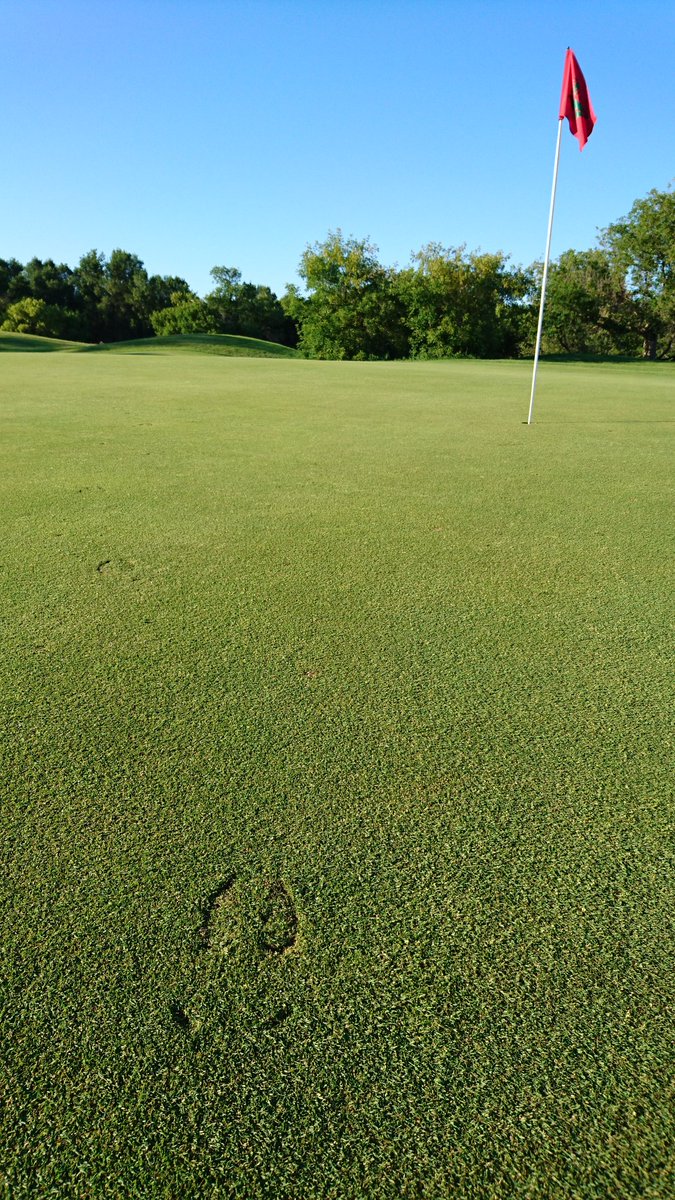 slinger_189's tweet photo. Just some moose tracks crossing the green... Haha https://t.co/qCLN3Y51Q8