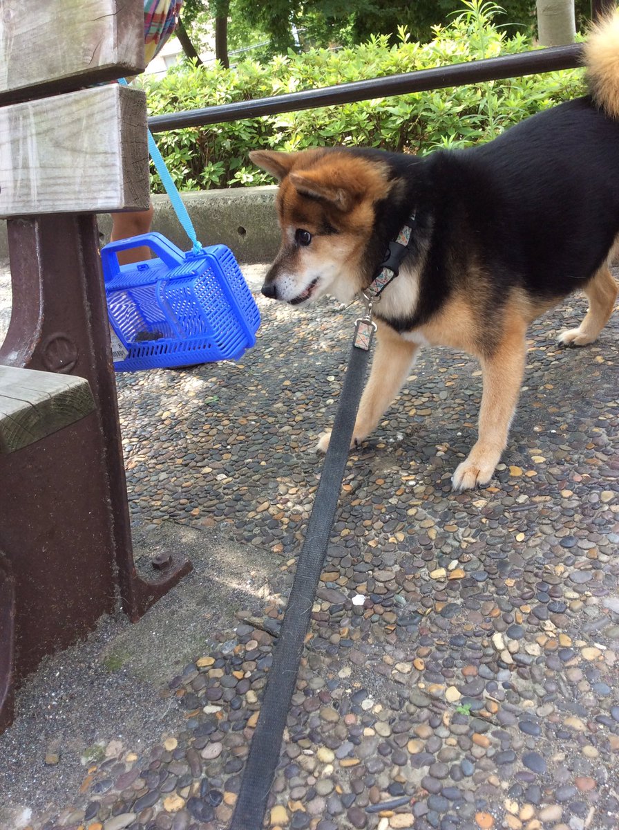 おか ひきこ森 うちの犬セミファイナルに止めを刺すのが好きなんですけどさっきのセミを見る目が本当にヤバかった