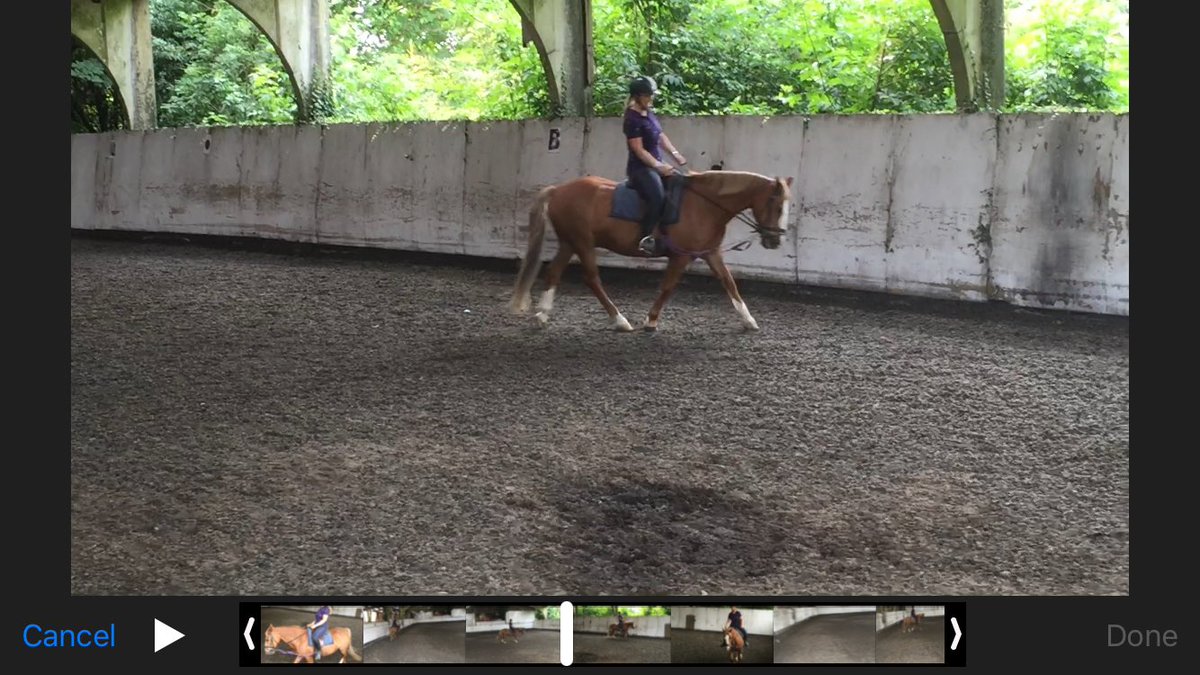 Vickie39580365's tweet photo. Lessons this week at cobham manor! @walterdressage https://t.co/oOmd9XT1BC