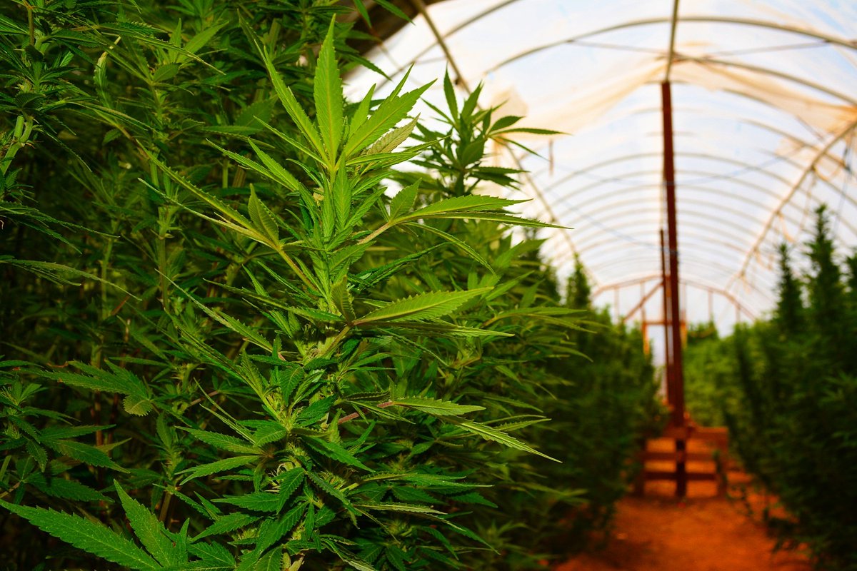 Ghost_Gardens's tweet photo. 👻🌿 whachoo know about #outdoor grows?? 🌿👻
#ghostgardens #sourdiesel #massgrows #all-natural https://t.co/950DDFNcgB