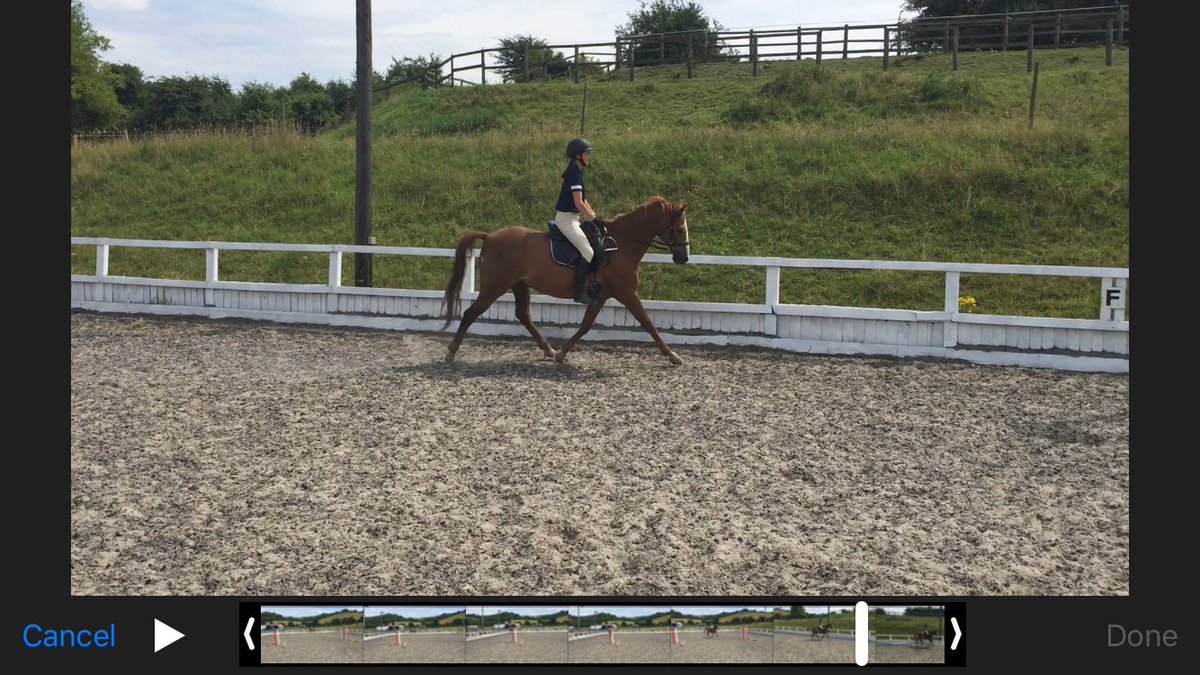 Vickie39580365's tweet photo. Such fun teaching this girl from France! We both learned new things! A great experience at cobham! @walterdressage https://t.co/QWuqXzFg9D