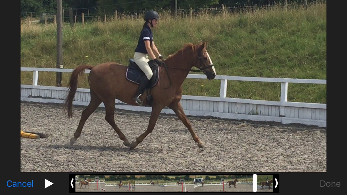 Vickie39580365's tweet photo. Such fun teaching this girl from France! We both learned new things! A great experience at cobham! @walterdressage https://t.co/QWuqXzFg9D