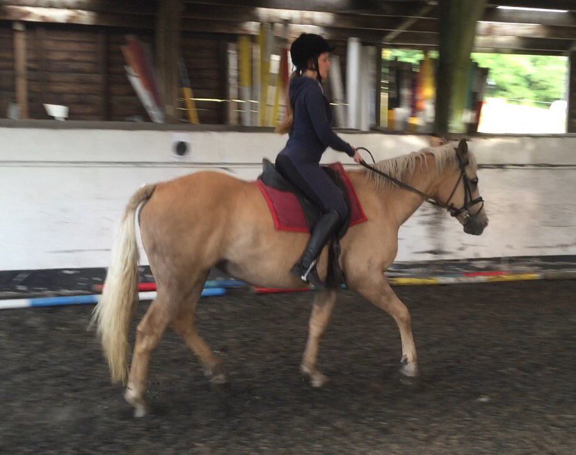 Vickie39580365's tweet photo. Another great lesson @walterdressage https://t.co/mVxKDGDHdv