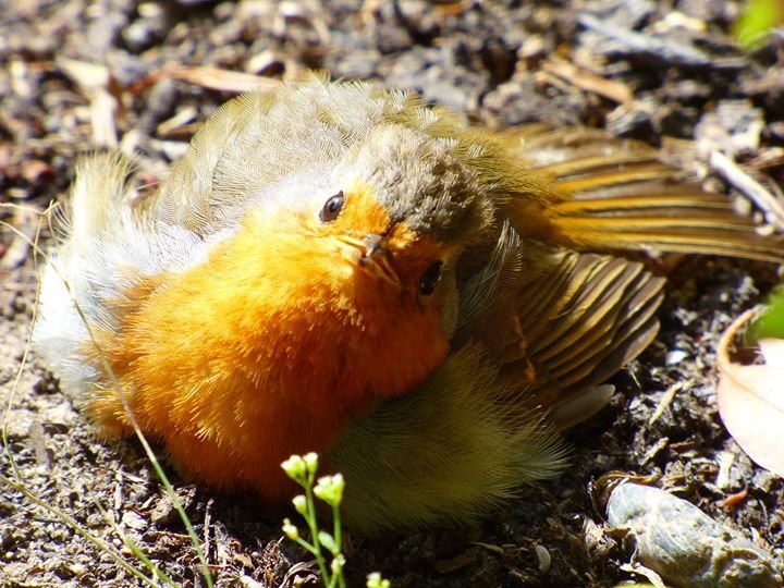 Cooling down with a dust bath... <a href="/Natures_Voice/">RSPB</a> @gregveness1 <a href="/EyesOnWildlife/">Joe Jackson</a> <a href="/SupportNWT/">NWT — OLD ACCOUNT, NOW @NorfolkWT</a> <a href="/WildlifeTrusts/">The Wildlife Trusts</a>