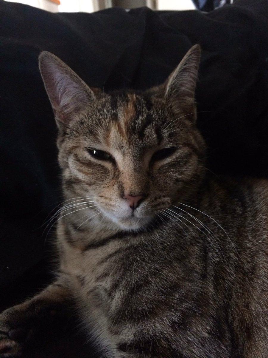 kirstjury's tweet photo. It's a hard morning for Jaffa #toomuchplaytime #timeToRelax https://t.co/rQ4CGktMyS
