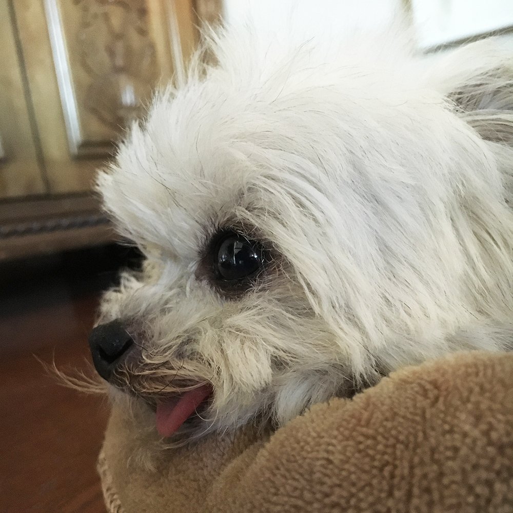 NorbertDog's tweet photo. me today #norbed https://t.co/EYFUvUK5T9