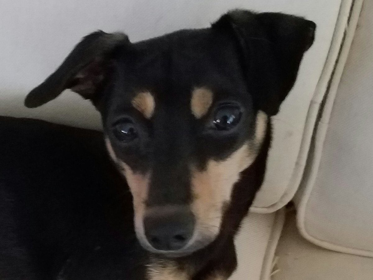 Cynthia Fraction, MA tweet media