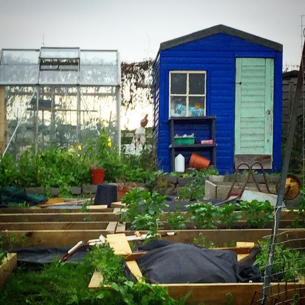 fatblackcatspaw's tweet photo. Something about a blue shed #allotmentlife #warrender #edinburgh #growlocal https://t.co/kT0kwh34dL https://t.co/KshwHs6DQG