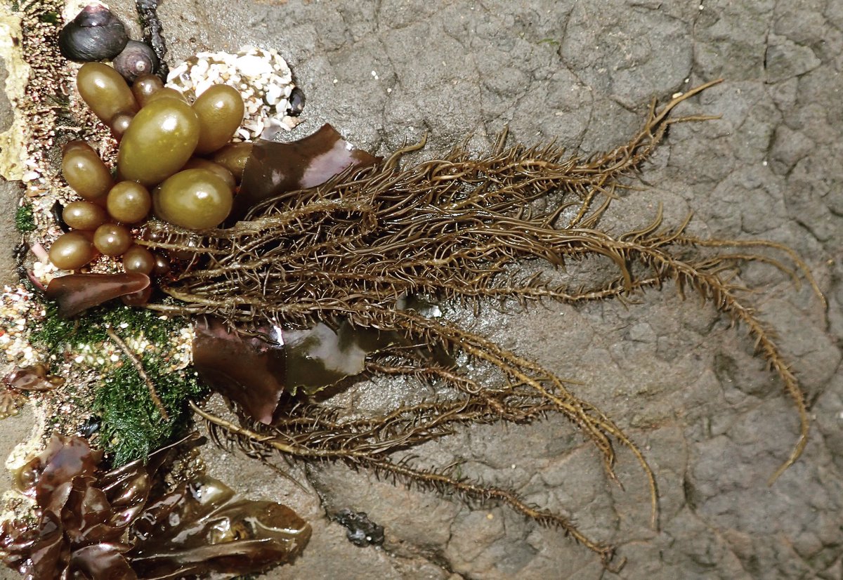 AndrewHarmer2's tweet photo. The #seafir, #Analipusjaponicus, is a #brownalgae (#Phaeophyta) that ranges from Alaska to Santa Barbara County, CA. https://t.co/v7GQ91I1yK