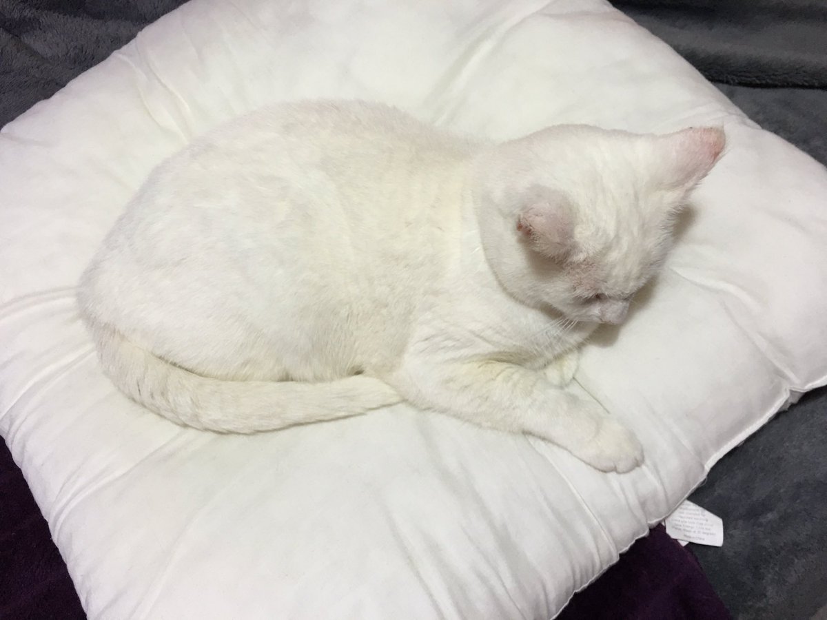 🖤Smooch, Pablo (Blade & Fantom💔 (OTRB)🖤 tweet media