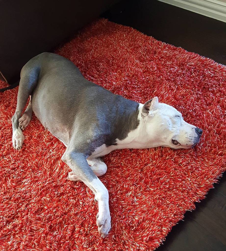 stephncaitlyn's tweet image. Love this little girl so much!! #PitBull #SeniorDog #SleepsAllDay #Twitter ift.tt/2akp4jY