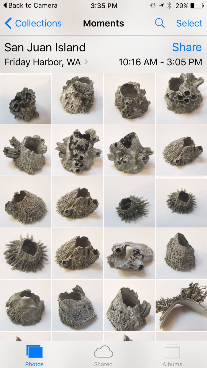 GenTremblaze's tweet photo. Barnacle bezels for jewelry casting...collected from tide pools at Deadman's Bay #fhl2016 #whiteleycenter https://t.co/o6SyguDvyV