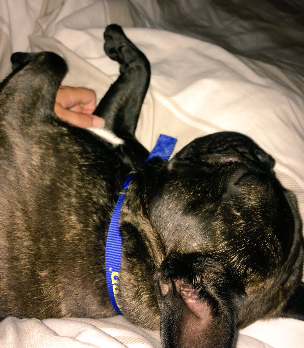 itsreggiethedog's tweet photo. @Dawlishchief I'm pooped is how I am. I am so glad the she human let me sleep on her bed!! #lovetocuddle https://t.co/EdUjnnIiV8