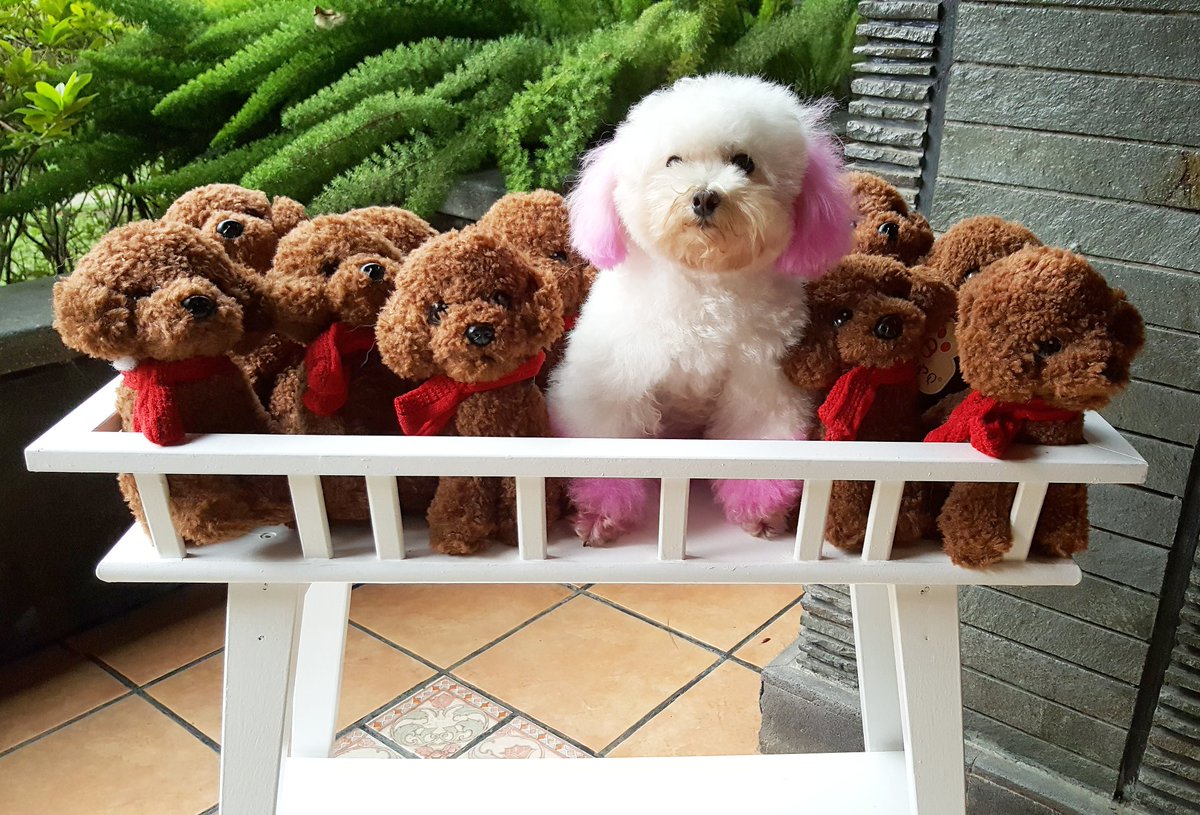 Rumah Guguk on Twitter: "Good morning!!! #rumahguguk # 