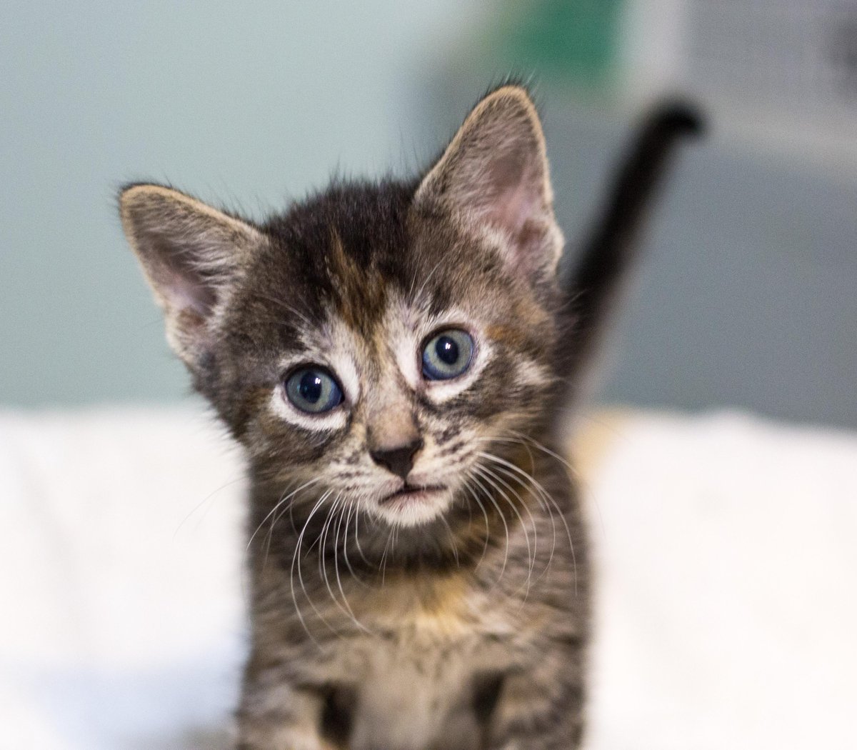 More #kitten #cuteness: this little buddy is almost ready for adoption! #AdoptDontShop #CatRescue #adorable #tabby