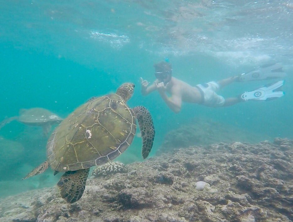 natekgarner's tweet photo. Snorkeling with some turtles 😎🐢 https://t.co/qHEPPZdy9k