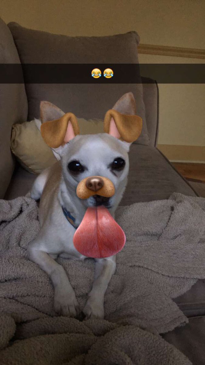 MaxwellTheChi's tweet photo. Snapchat you fool, I'm already a dog. #maxdog #chihuahua https://t.co/TeTK4jmRQo