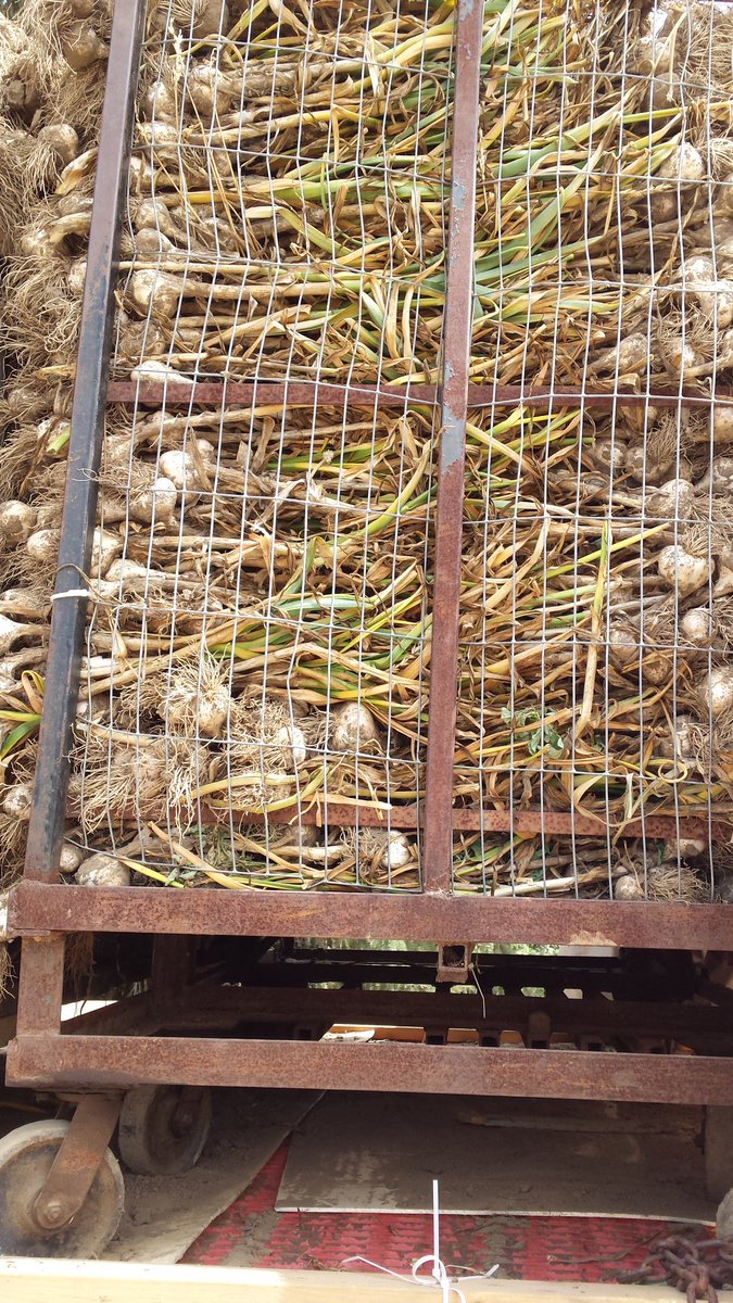AllosseryJenny's tweet photo. After 12 long days finally done #garlic #farm2016 #buylocal https://t.co/SRDlG9zbok