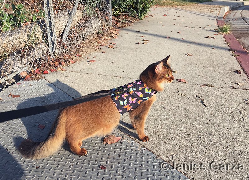 meowbox's tweet photo. Forget #Lassy! I'll show you where the #danger lies. https://t.co/ylg9dd8ceH