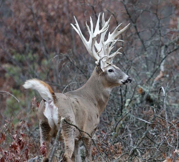 MeadowsOutdoors's tweet photo. RT if your ready for deer season! https://t.co/Q3GnBtp7qm