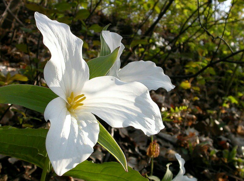 [오늘 탄생화:7월 24일] Trillium(연령초) 약으로 썼을때 수명을 연장하는 풀이라는 뜻에서 연령초'라고. 꽃말'그윽한 마음' 오늘 생일이신분들 축하드려요~