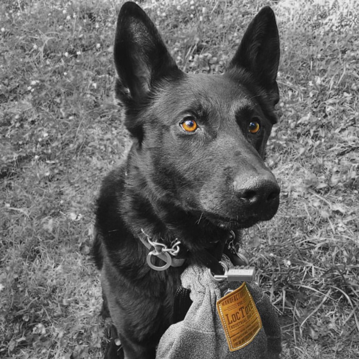 loctote's tweet image. Looks like no one's getting into that bag ! #DoubleProtection #HisNameisPoe