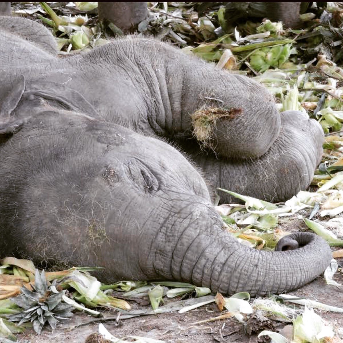 BelyndaZ's tweet image. Gorgeous sleeping Kame!
#babyelephants at #Elephantstay #ilovemylife #Thailand #elephants #cute