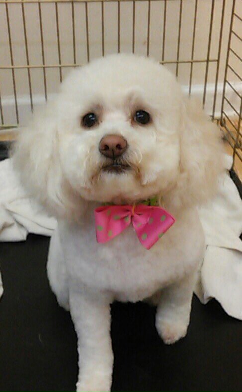 CharsPawSpa's tweet photo. Remember keep your pets comfortable in this heat! #heatwave #AdoptDontShop #Topeka https://t.co/GaZ7zy1IT8