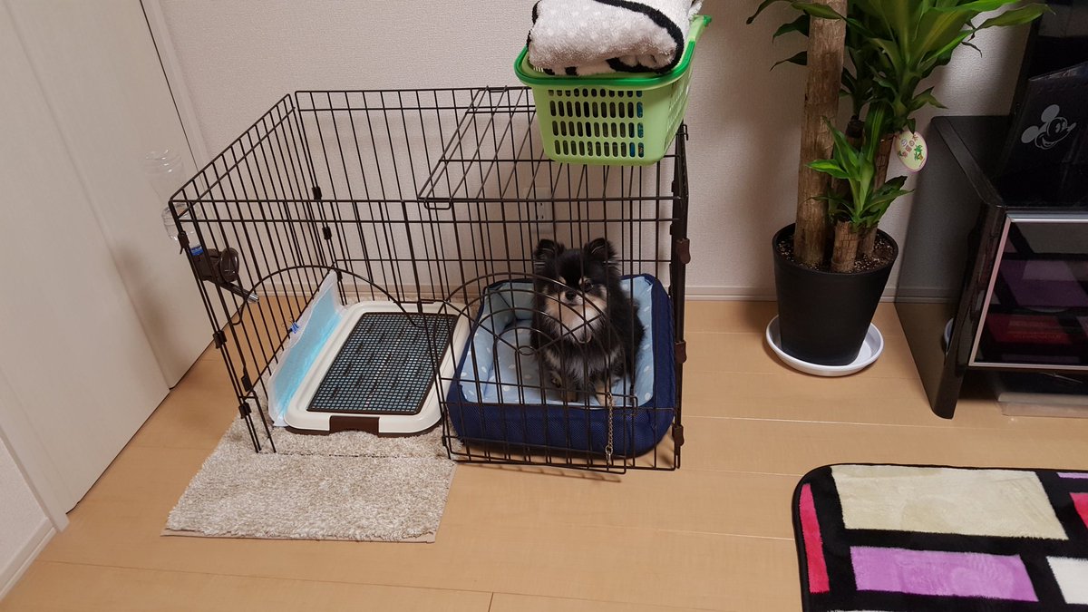 chi_chan925's tweet photo. 昨日の夜からないちゃん来とって吠えるか心配で近くで横になっとったらそのまんま床で寝とった体痛い 
でも久々寝れた嬉しい https://t.co/wf73PEM3cd