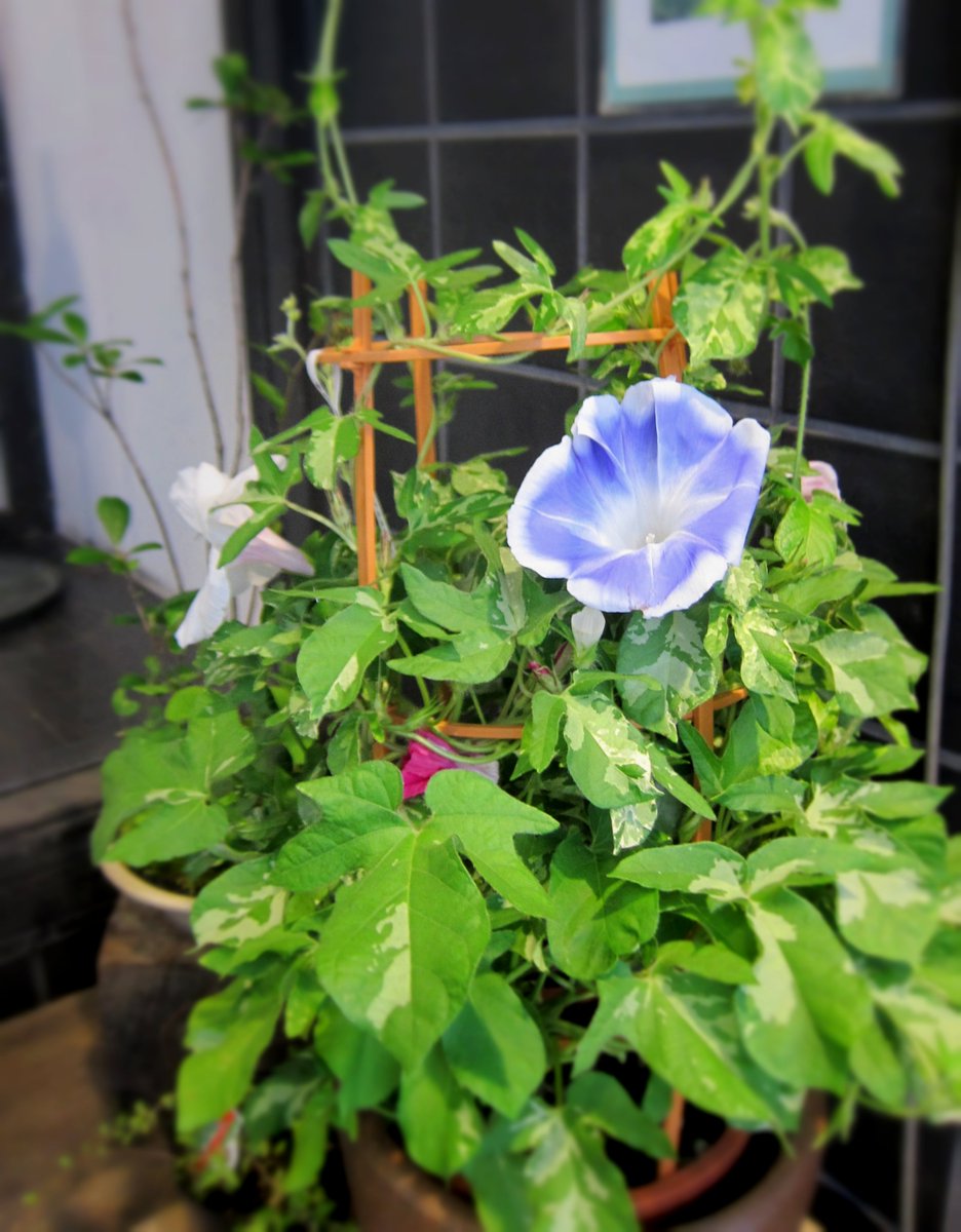 野の花 司 茶房 野の花 Twitterissa 夏の気配 朝顔の写真を1枚 白い縁の青色が爽やかですね 行灯仕立ての朝顔は色々な色が次々に咲いて華やかです 朝顔 花