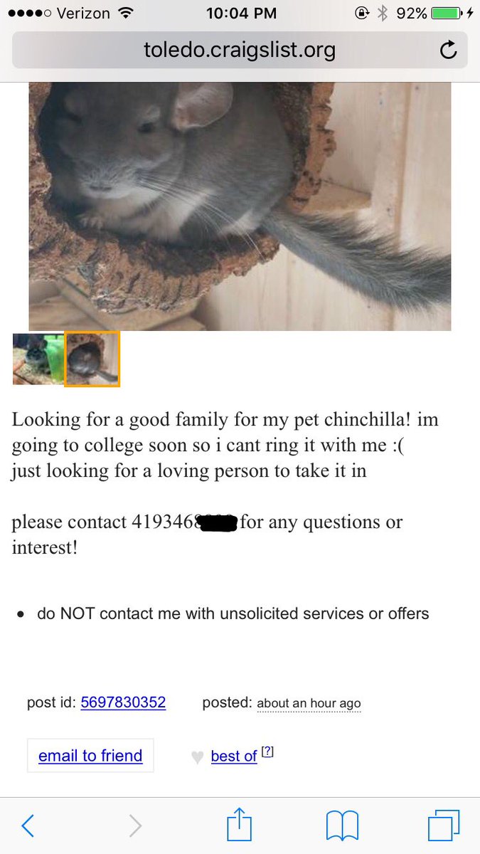 chinchillas craigslist