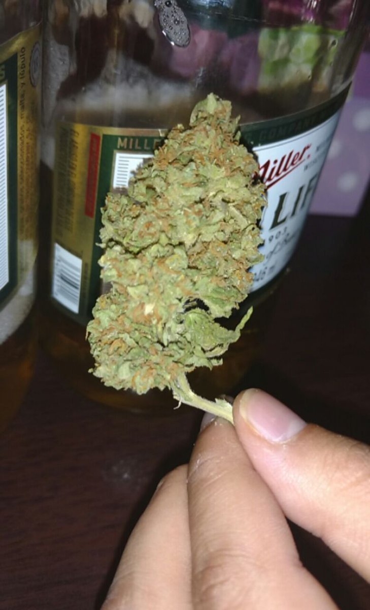 nxstypxet's tweet photo. #PornBuds #hydroponics #OGghost #Highlife https://t.co/12NRwbVyAW