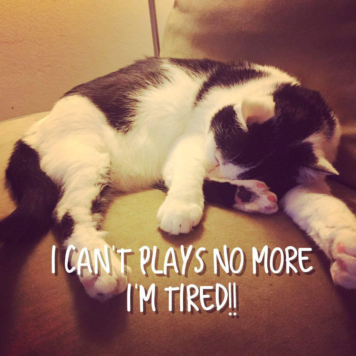 Kitteh_Maxine's tweet photo. #ねこ #ねこちゃん #かわいい #cute #cats #catsofinstagram #catsagram #catsoftwitter https://t.co/3cJzD4spa5