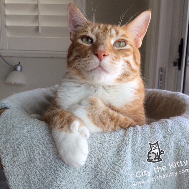 City_the_kitty's tweet photo. Thumbs up to Caturday.πΊ #PawsNeedClaws #keeptheclaws #respect https://t.co/yo1UK1bkGK