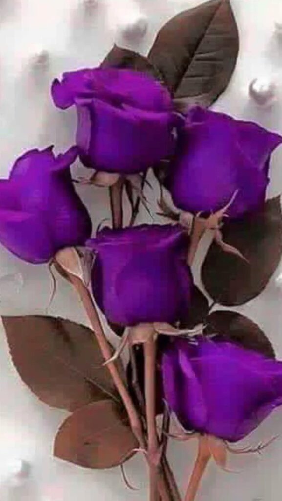 addnaniq's tweet photo. صباح من الورد بلْله الندى
والبلبل الصداح غنْا وغردا
قد أفلح من أصبح ذاكراً لله ربُ العالمين..ومجًدا
صباحكم خير وبركه https://t.co/upKNJOtICA