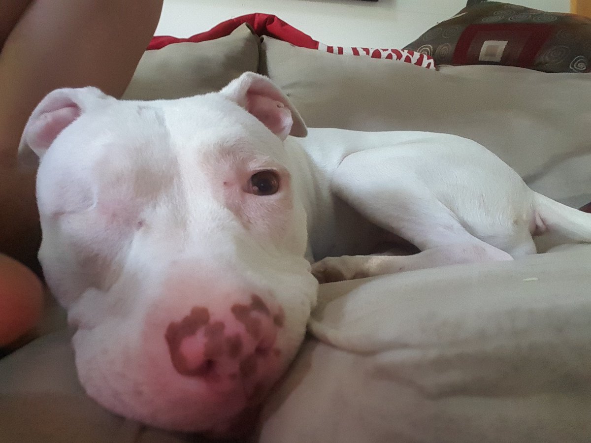 Charlotte has one eye and is deaf and is a total Princess! She needs a forever home. 
lastdaydogrescue.org