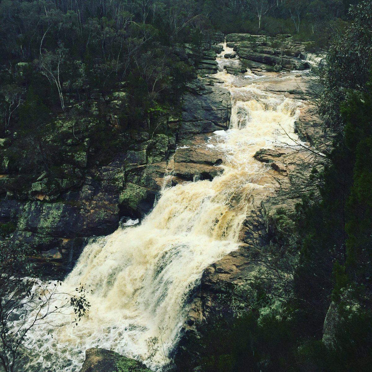 Rona Williams (iamronawilliams) Twitter