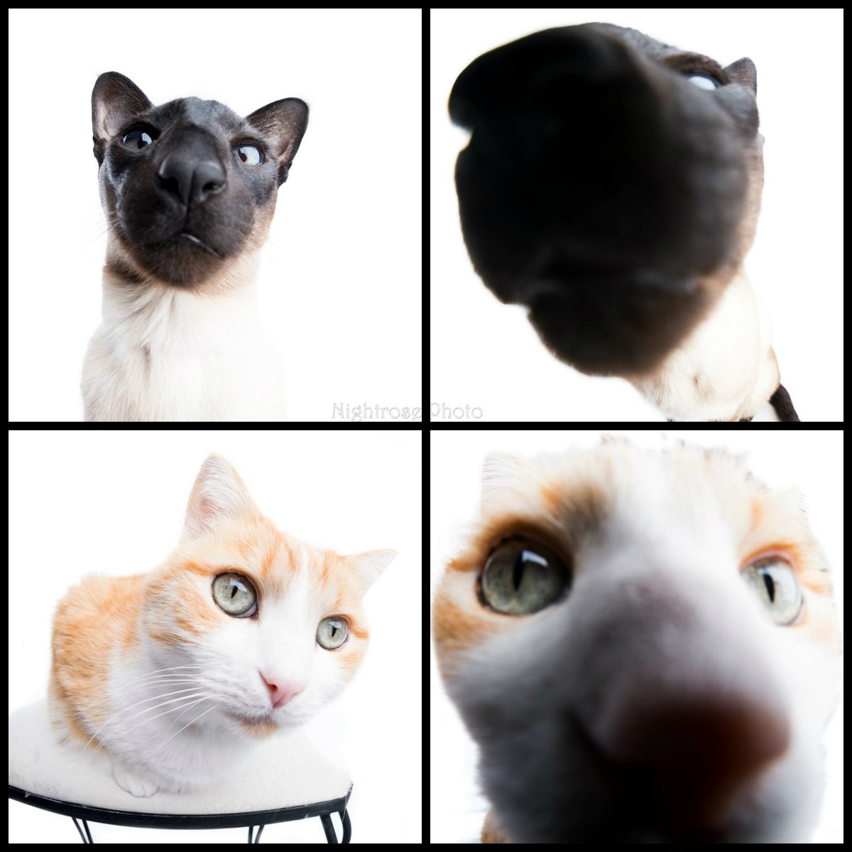 beckytregear's tweet photo. Fun with the fisheye lens and my cats who kept sniffing it. 😂
#CatsOfTwitter #cats #extremecloseup #catnoses #funny https://t.co/dvwdeB1B9J